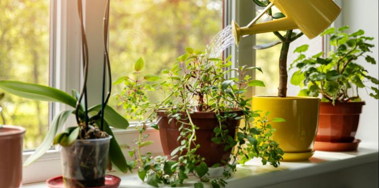 ¿Cuáles son las plantas que no pueden faltar en tu hogar?